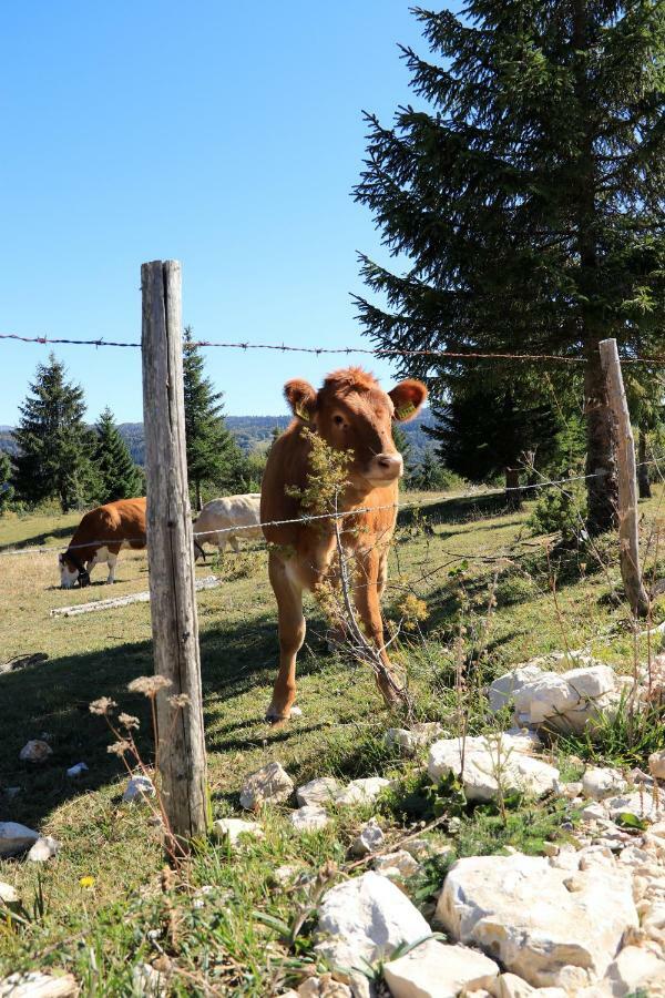 Au Coeur Du Lapidaire Bed & Breakfast Septmoncel-Les-Molunes